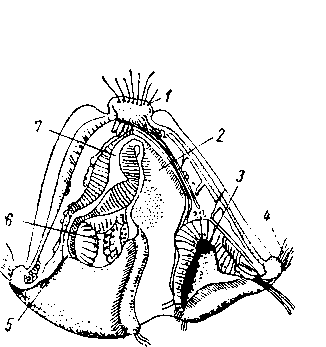 Личинка мшанок Cyphonautes