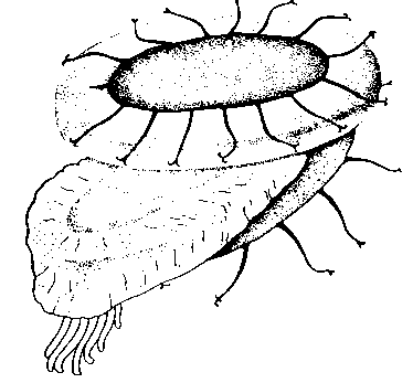 Статобласт Cristatella mucedo