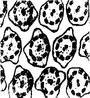 Электронная микрофотография поперечного разреза жгутиков Pseudotrychonympha