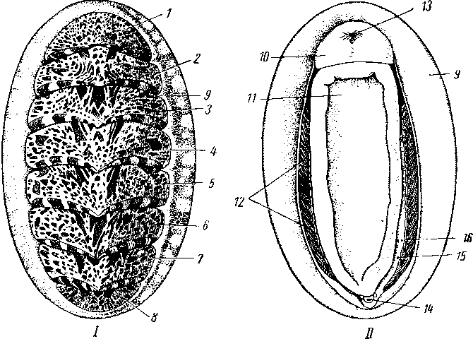 Хитон (Tonicella marmorea)