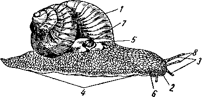 Виноградная улитка (Helix pomatia) в естественную величину