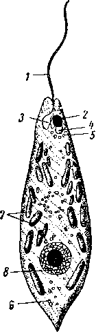 Euglena viridis