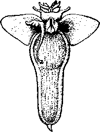 Крылоногий моллюск — морской ангелок (Clione limacina)