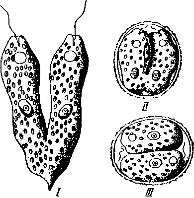 Размножение Euglena viridis