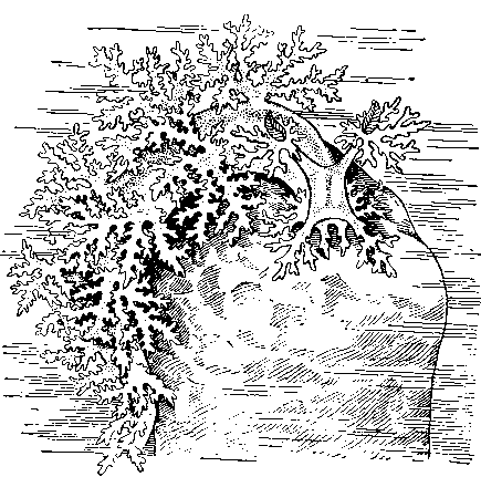 Голожаберный моллюск — дендронотус (Dendronotus arborescens, Японское море)
