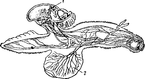 Киленогий моллюск — каринария (Carinaria mediterranea, Средиземное море)