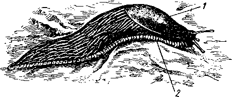 Слизень (Arion)