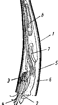 Денталиум (Dentalium)