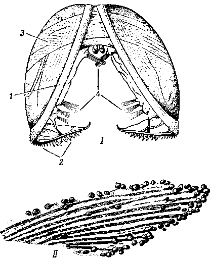 Глохидий беззубки