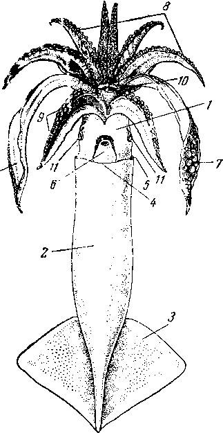 Кальмар тихоокеанский (Ommastrephes sloanei pacificus)
