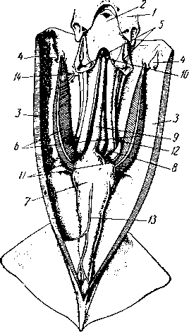 Самец тихоокеанского кальмара с вскрытой мантийной полостью
