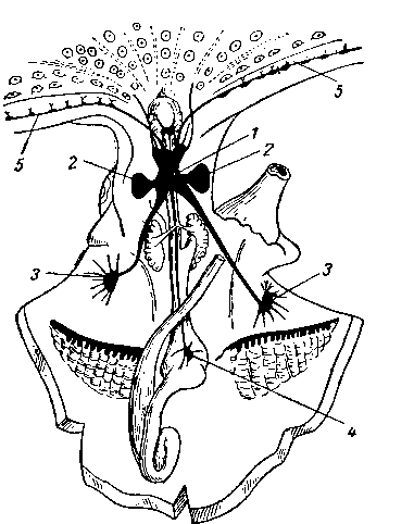Нервная система осьминога
