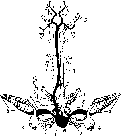 Кровеносная система головоногого моллюска (схема)