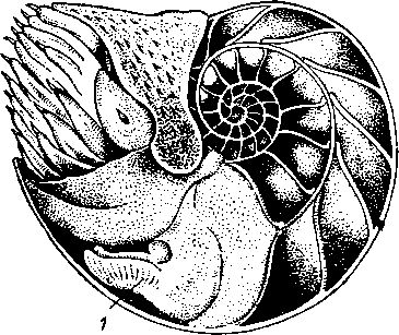 Кораблик (Nautilus)