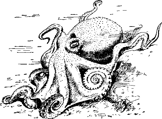 Осьминог (Octopus silbertianus)