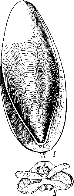 Внутренний скелет каракатицы