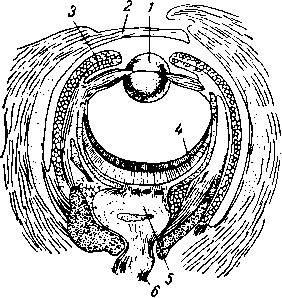 Глаз каракатицы (продольный разрез)