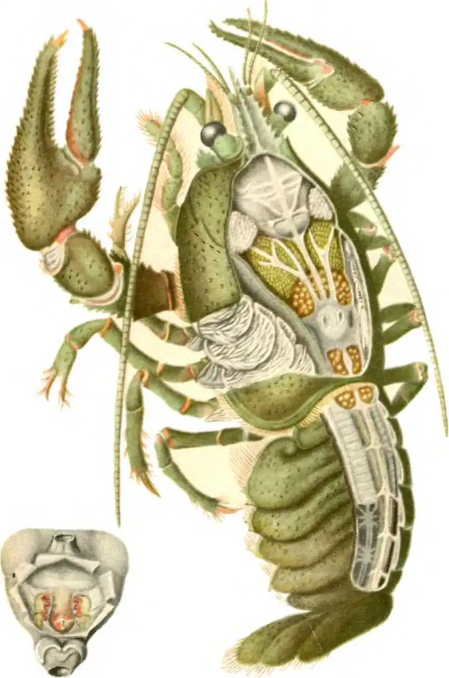 Речной рак Astacus astacus