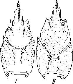 Головогрудь. I — Astacus leptodactylus; II — Astacus astacus
