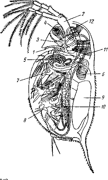 Daphnia