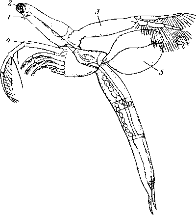 Leptodora
