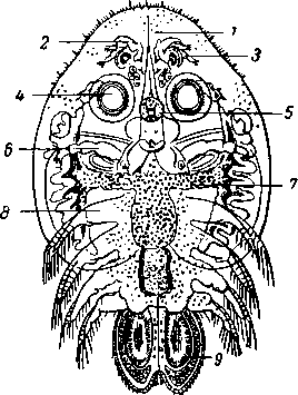 Карповая вошь (Argulus foliaceus)