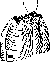 Наружный вид морского желудя Balanus