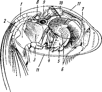Cypridina