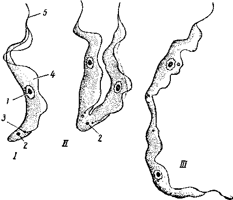 Trypnnosoma brucei.