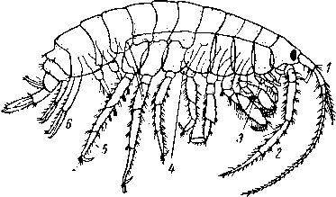 Gammarus