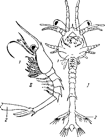 Penaeus