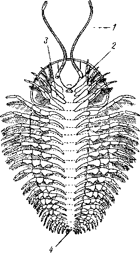 Трилобит Triarthrus becki с брюшной стороны Трилобит Triarthrus becki с брюшной стороны