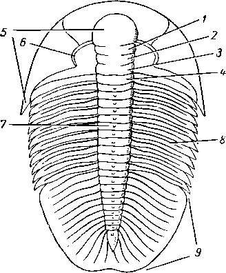Трилобит Granularia protolenorum со спинной стороны