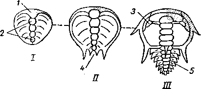 Ранние стадии послезародышевого развития трилобитов Olenellidae