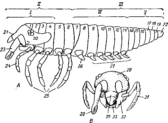 Схема строения Chelicerata