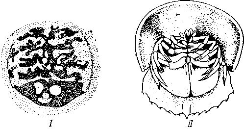 Развитие мечехвоста Limulus mollucanus Развитие мечехвоста Limulus mollucanus