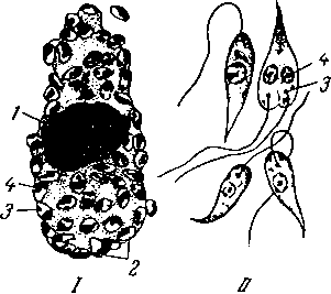 Costia necatrix