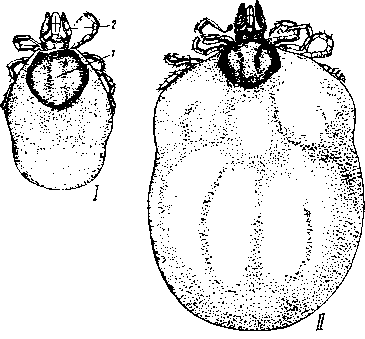 Ixodes ricinus, самка со спинной стороны