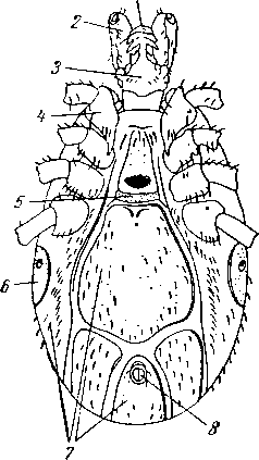Ixodes ricinus, самец с брюшной стороны