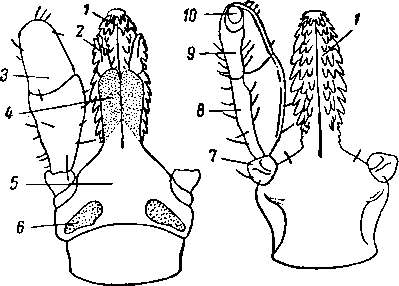 Ixodes ricinus, хоботок самки, слева со спинной, справа с брюшной стороны