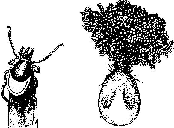 Клещи Ixodes, слева — самка, подстерегающая хозяина, справа — самка, откладывающая яйца