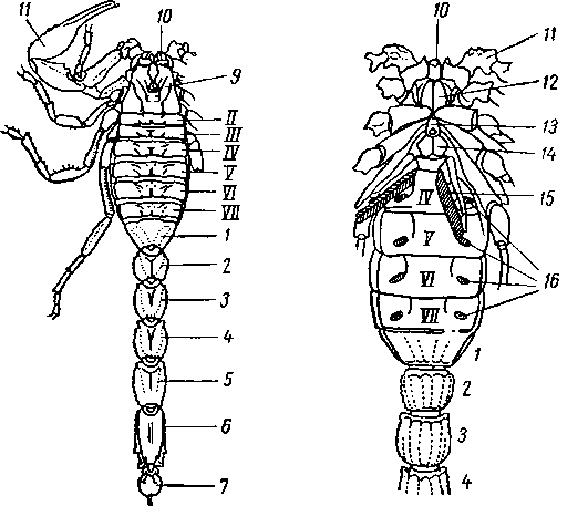Скорпион Buthus eupeus со спинной и брюшной стороны