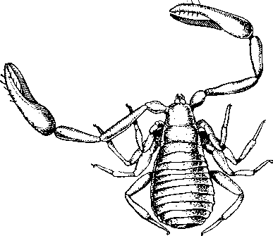 Ложноскорпион Chelifer cancroides