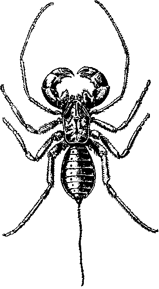 Жгутоногие Thelyphonus caudatus