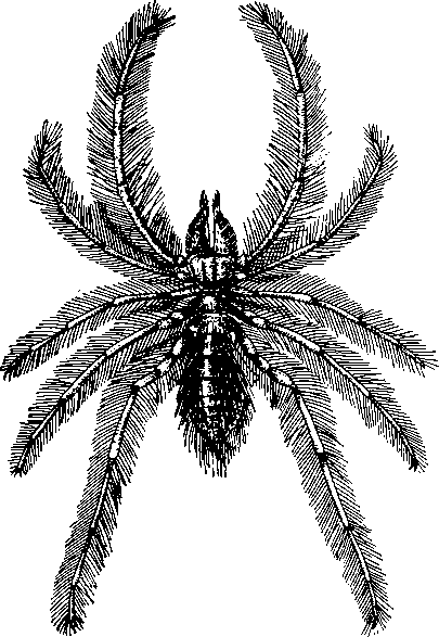 Сольпуга Galeode aranoides