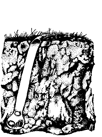 Atypus piceus в своей норке
