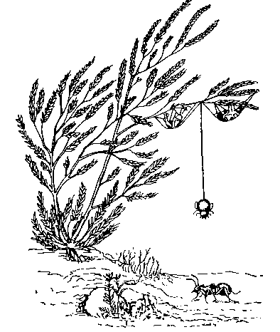 Laseola tristis при ловле муравья