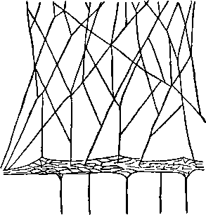 Ловчий полог Linyphia triaugularis