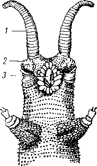 Peripatopsis edrnardsii (голова снизу)