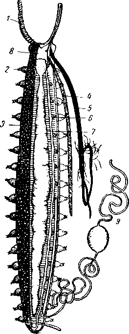 Peripatopsis capensis (справа полость тела вскрыта)